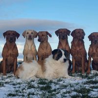labs_and_a_monster