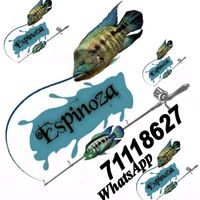 espinoza.alejandro.90