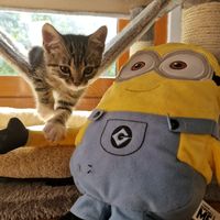 bellacomelapapayapet