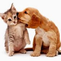 som original - paulo8754