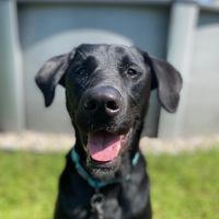 riley.theblacklab