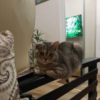 оригінальний звук