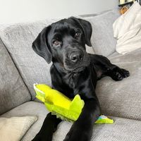 sillylittlegooseygoose