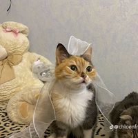 user33111085909322