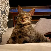 original sound - codyrey_