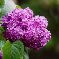 bunicateodora