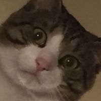 licoricecookies_wife