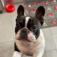 leo_the_amazing_frency