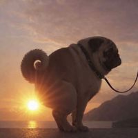 оригинальный звук