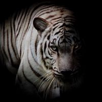 shadowtigermanella