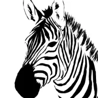 original sound - cebradorada