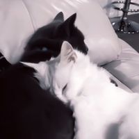 jring_clover