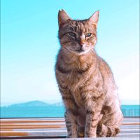 kedihayat