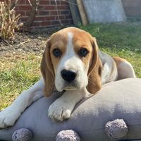 rupertthebeagle