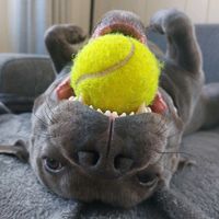 stanleythestaffy1