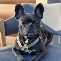 bruce_french_bulldog