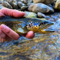 fishing_highmountain