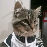 original sound - soymio11