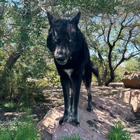 kylo_the_wolfdog