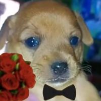 guili_el_perro_panzon