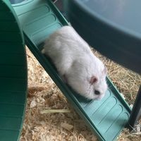 muffin.a.the.hamster