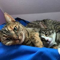 josie_maggielittlecats