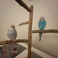 saphir_the_parakeet