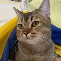 original sound - mario_cat_ukraine