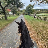 addison_horse_spam