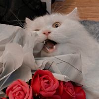 nhạc nền - Siru Meow