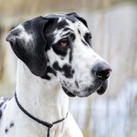 original sound - Great Dane