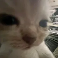 original sound - de_mi_paratii