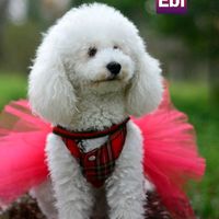 ebi.bebi.poodle