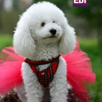 original sound - ebi.bebi.poodle
