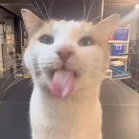 original sound - wantjaeger