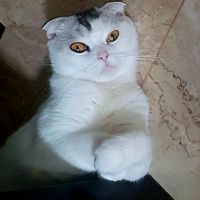 mokadori