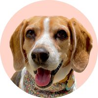 basilthebeaglepup