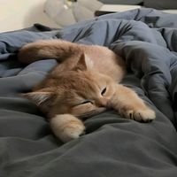 original sound - vince