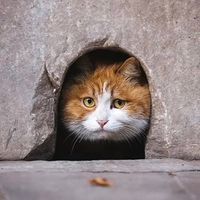 原聲 - ♐️靜觀莫言🌊