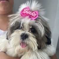 kiara.shihtzu0