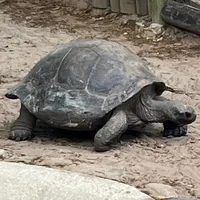 original sound - stayathometortoise