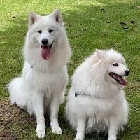 El teléfono gruñe ig mikah_samoyedo