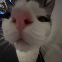 lemme get this straight