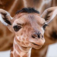 original sound - The Toledo Zoo