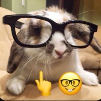 cxsh_bunny