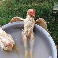 pimak_