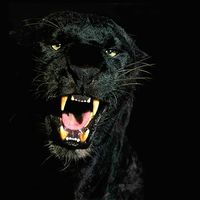 инфа в тгк Napylniik