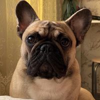 lucy_thefrenchbull