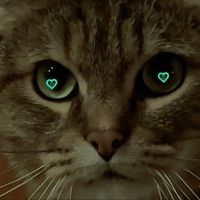 super.katzen