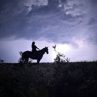 _westernhorses_
